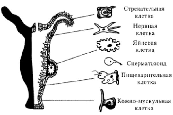 Kraken официальный сайт ссылка через tor