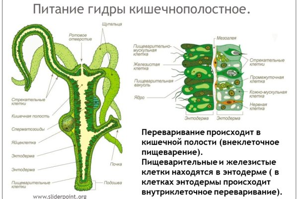 Kraken istand onion